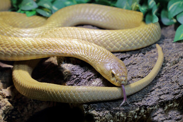 Monokelkobra / Monocled cobra / Naja kaouthia