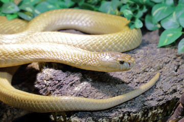 Monokelkobra / Monocled cobra / Naja kaouthia