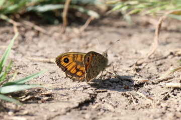 farfalla