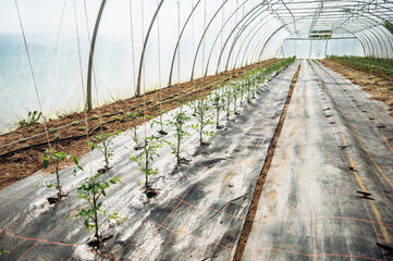 viele junge, kleine bio Tomatenpflanzen, Tomaten Setzlinge im Gewächshaus. Selektive Schärfe auf vorderen Pflanzen