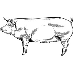 Hand drawn Pig Side View Sketch Illustration