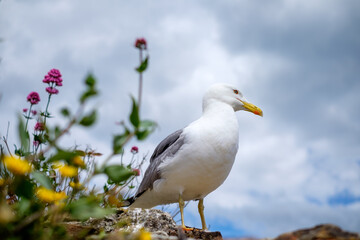 Obraz premium Closeup Seagull in Savona, Italy