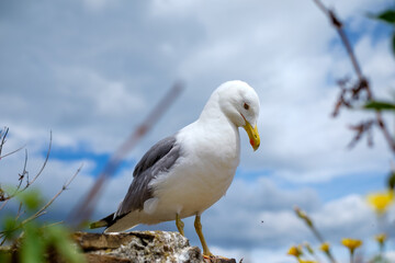 Closeup Seagull in Savona, Italy