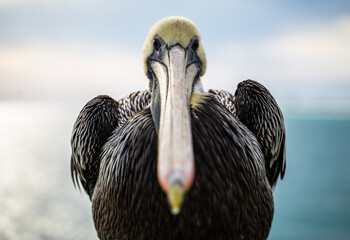 pensacola beach pelican bird at sea looking at the camera - Powered by Adobe