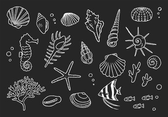 貝殻イラストセット　手描き線画　黒板アート風