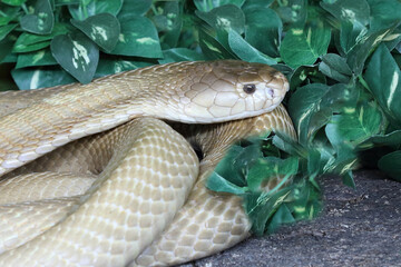 Monokelkobra / Monocled cobra / Naja kaouthia