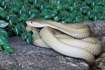 Monokelkobra / Monocled cobra / Naja kaouthia