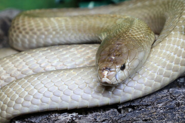 Monokelkobra / Monocled cobra / Naja kaouthia