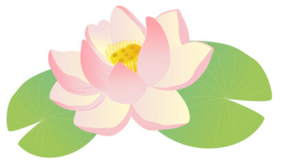 Illustration of pink lotus flower vector