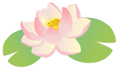 Illustration of pink lotus flower vector
