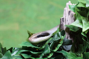 Schönnatter / Beauty rat snake / Orthriophis taeniurus callicyanous or Elaphe taeniura callicyanous