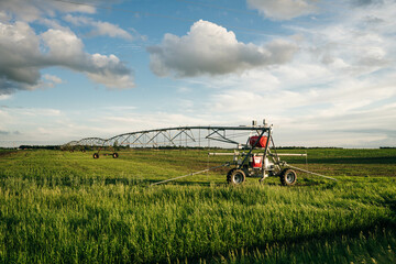 Fototapeta na wymiar Watering in a large field using a self-propelled sprinkler system with a center swing.