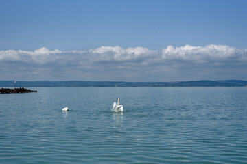 Mute swan (Cygnus olor) stretching its wings on a Balaton lake. - obrazy, fototapety, plakaty