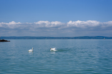 Fototapeta na wymiar Mute swan (Cygnus olor) stretching its wings on a Balaton lake.