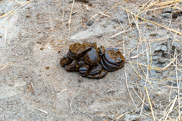 A pile of black Cow feces on the ground. cow feces isolated