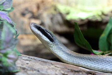 Schönnatter / Beauty rat snake / Orthriophis taeniurus callicyanous or Elaphe taeniura callicyanous