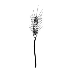 Obraz premium Barley crop agriculture plant farmer hand drawn beer doodle