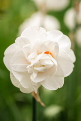 Fluffy white daffodil grow and bloom, close up.