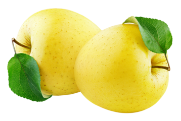 Two yellow apple fruit with green leaf isolated on transparent background. Golden apples. Full Depth of Field
