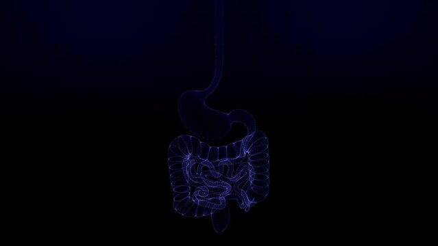 Human body digestive cycle Futuristic Interface of Human Anatomy Systems. The motion graphics video represents male body shape, skeleton, muscles, circulatory, nervous systems, internal organs, organs
