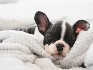 Cute puppy lying on the bed in the living room. Clear, sunny day. Close-up, indoors. Studio photo. Day light. Concept of care, education, obedience training and raising pets