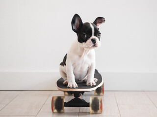 Cute puppy riding a skateboard. Studio shot. White isolated background. Clear, sun day. Close-up, indoor. Day light. Concept of care, education, obedience training and raising pets