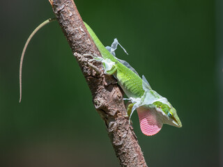 A green anole in a territorial display in a Texas garden.