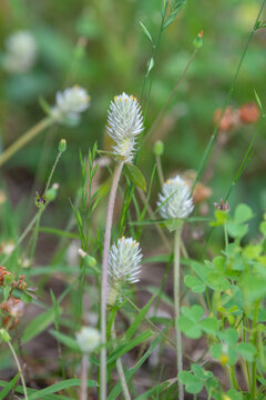 Gomphrena weed growing in a meadow during spring.