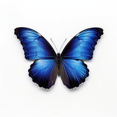 Fototapeta na wymiar Blue butterfly isolated on white background