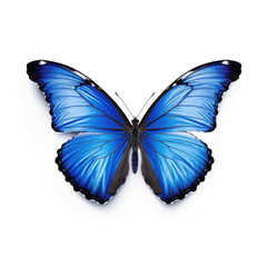 Blue butterfly isolated on white background