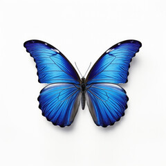 Blue butterfly isolated on white background