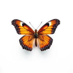 Obraz na płótnie Canvas butterfly isolated on white background