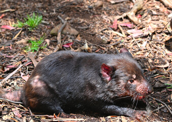 The Tasmanian devil is a rare predatory animal.