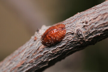 nut tree bark louse insect