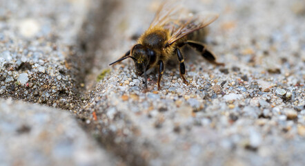 Detail of a bee on concrete floor