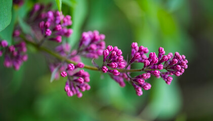 Fototapeta na wymiar Pink flower buds of the Syringa vulgaris plant