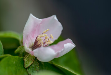 Detail of pink flower of the Cydonia oblonga plant