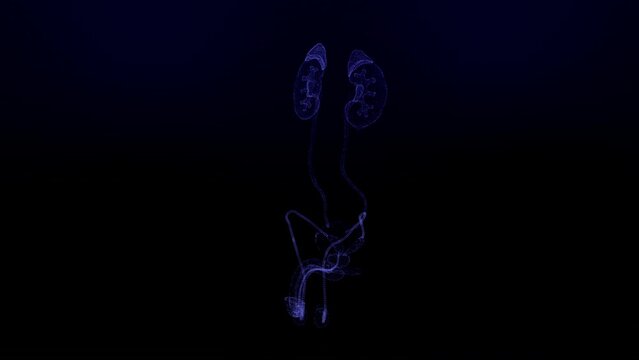 Anatomy of Human Prostate Futuristic Interface of Human Anatomy Systems. The motion graphics video represents male body shape, skeleton, muscles, circulatory, nervous systems, internal organs, organs