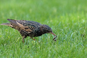 The Common Starling, Sturnus vulgaris search food in a green grass.