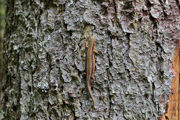 Closeup of a lizard in the wild nature climbed the tree. Selective focus.