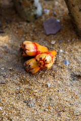 Parts of the pandanus fruit, Sri Lanka