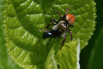 jumping spider, 먹이사냥하는 깡충거미