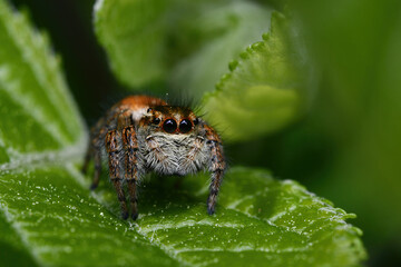 jumping spider, 먹이사냥하는 깡충거미