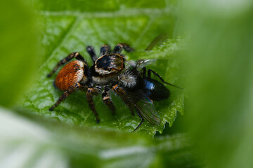 jumping spider, 먹이사냥하는 깡충거미