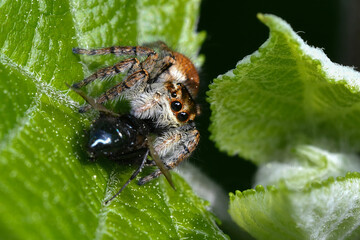 jumping spider, 먹이사냥하는 깡충거미