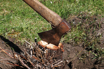 An old rusty ax sticks out of a stump. A man is chopping wood with an axe.