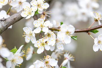 Flowering branches in spring, apple tree branches bloomed.