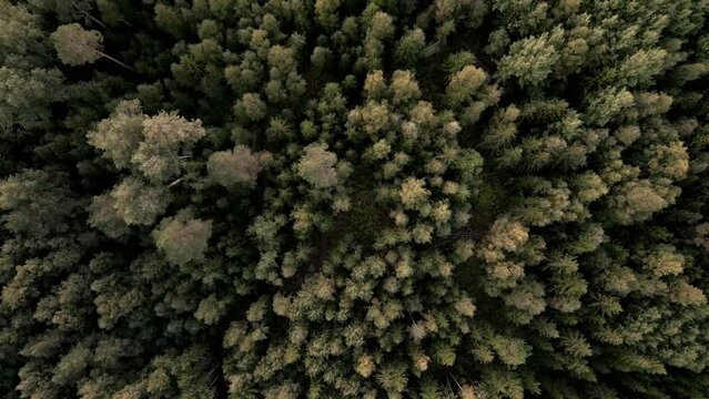 Early autumn in forest aerial top view. Mixed forest, green conifers, deciduous trees with yellow leaves. Fall colors countryside woodland. Drone zoom out spins above colorful texture in nature beauty