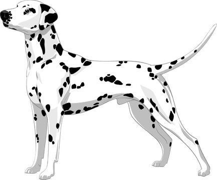 Dog of the dalmatian breed adult from the side view very strong black and white in layered vector format ready to print