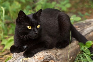 Beautiful bombay black cat with yellow eyes and on log, tree in spring, summer forest . Outdoor, nature	 - Powered by Adobe